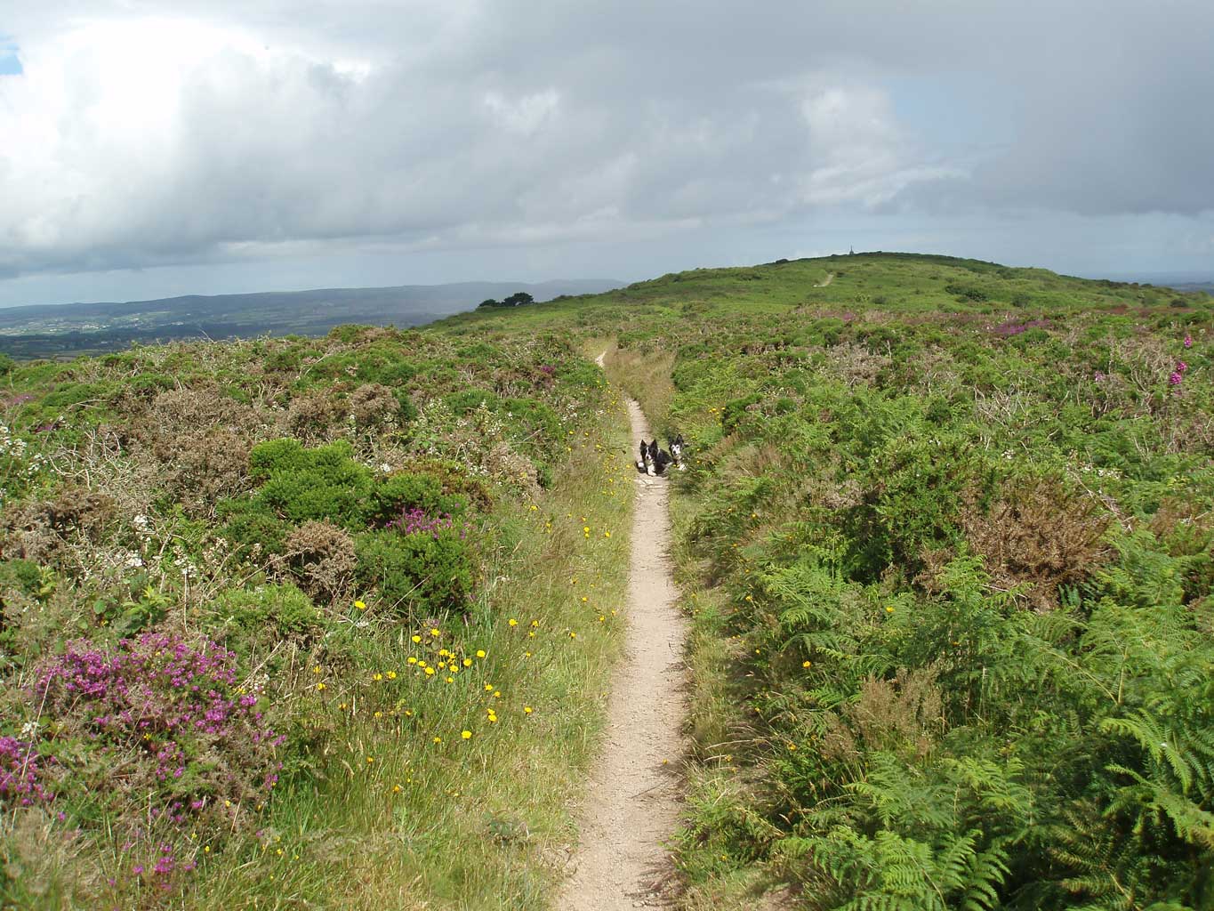 Along the top of Tregonning Hill