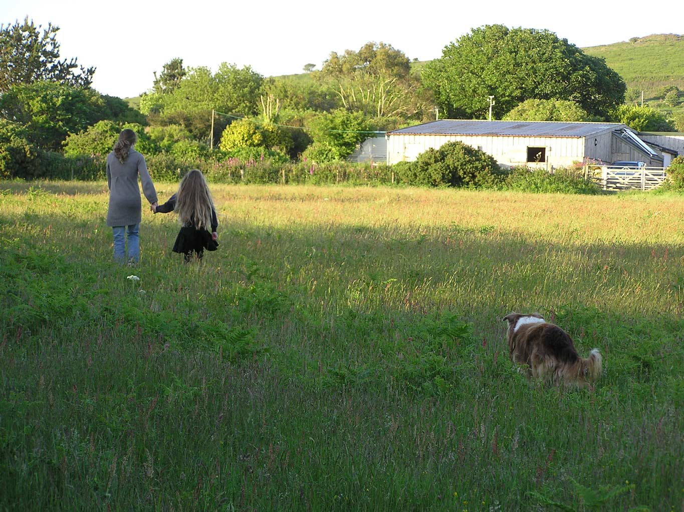 Lower Balwest Farm meadow