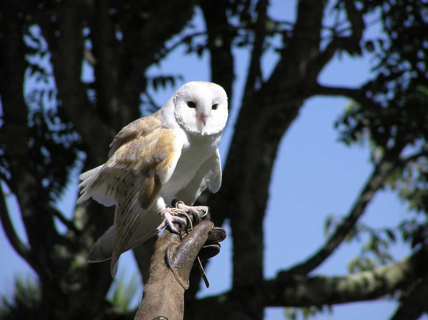Paradise Park, Hayle. A bird/wildlife sanctuary with an indoor jungle barn for children