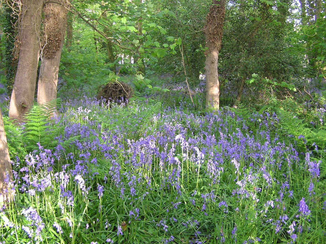 Godolphin Woods