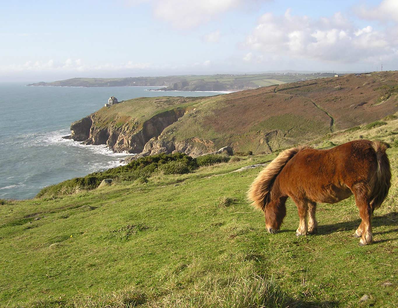 Ponies at Rinsey
